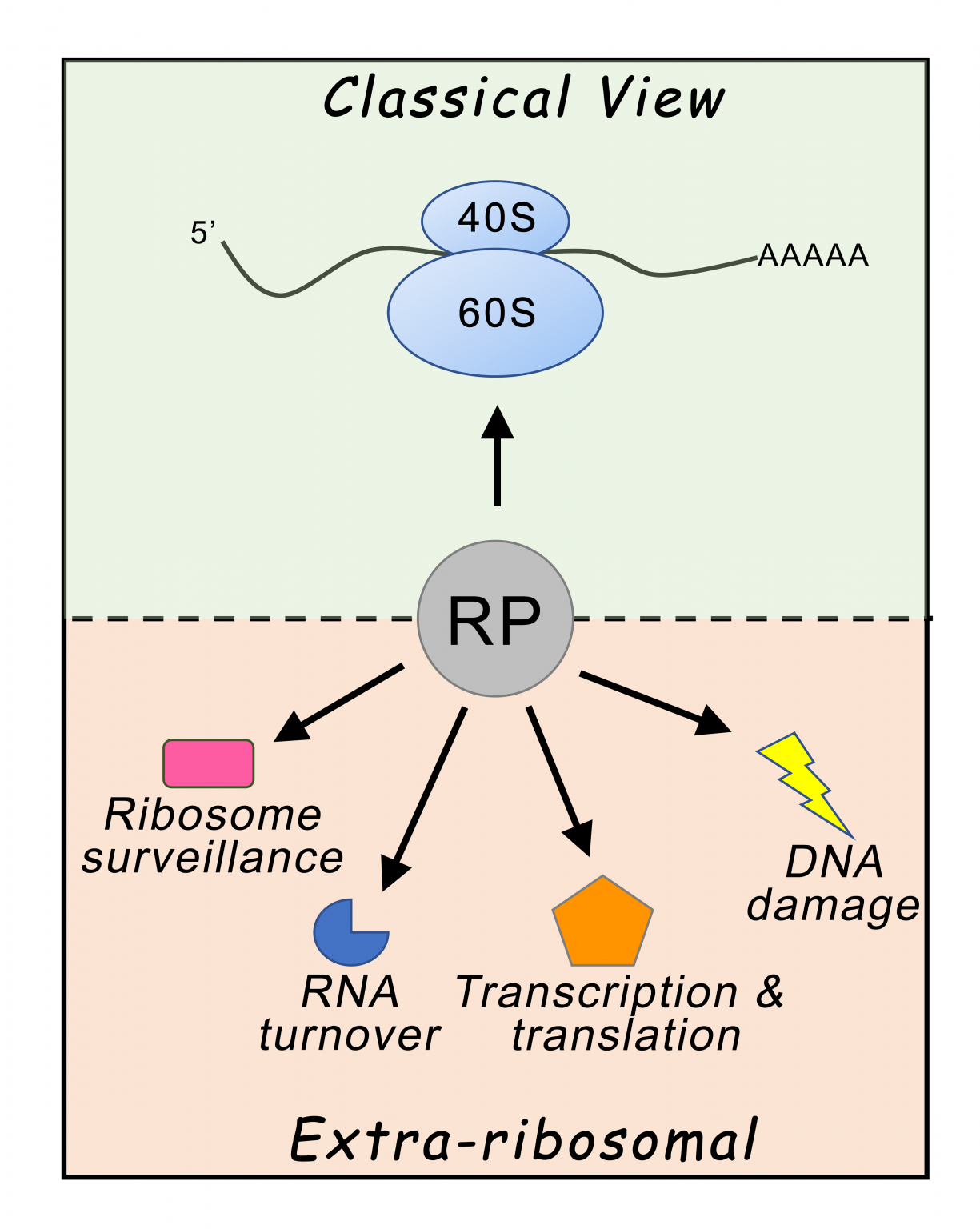 Extra-ribosomal Functions Of Ribosomal Proteins | Bachand Lab